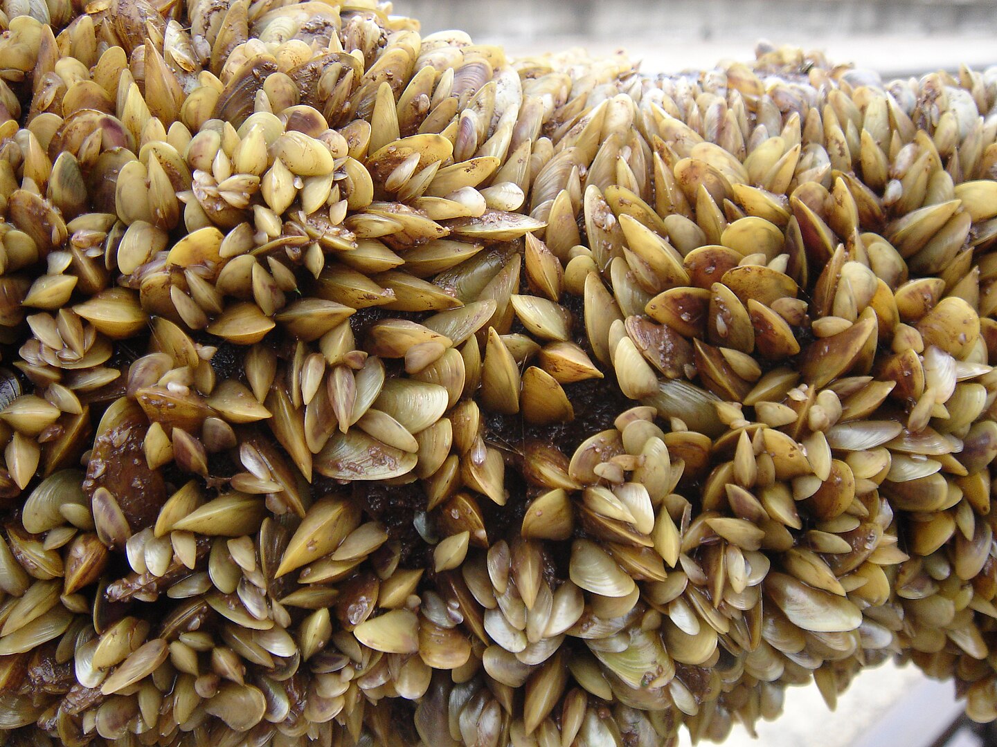 Golden-Mussels.jpg